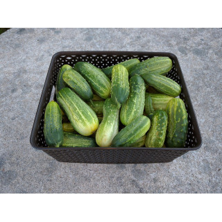 Okurky přerostky 500g (Kříž, Tvarožná)