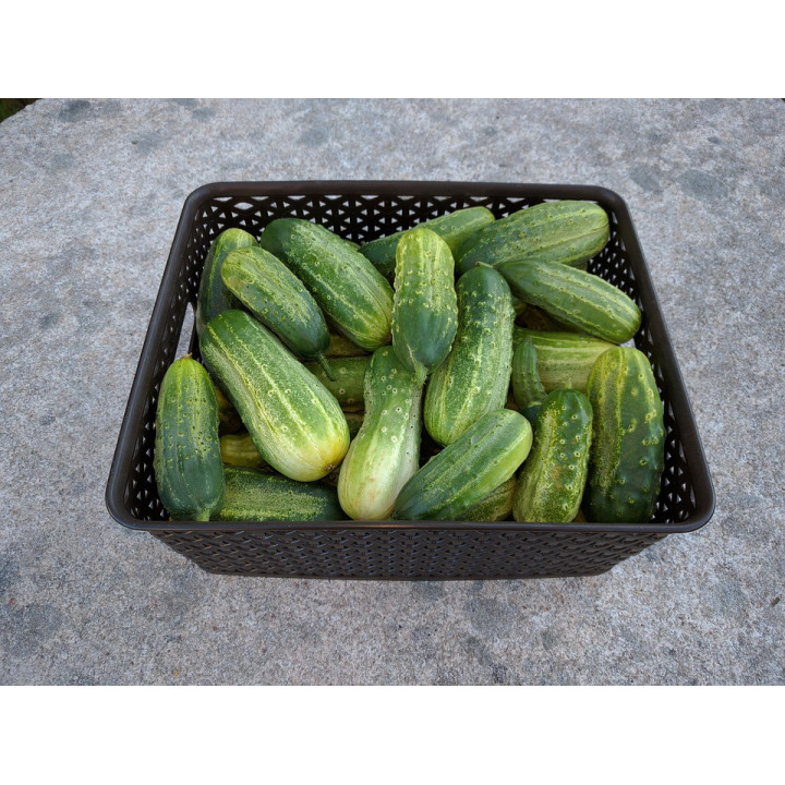 Okurky přerostky 500g (Kříž, Tvarožná)