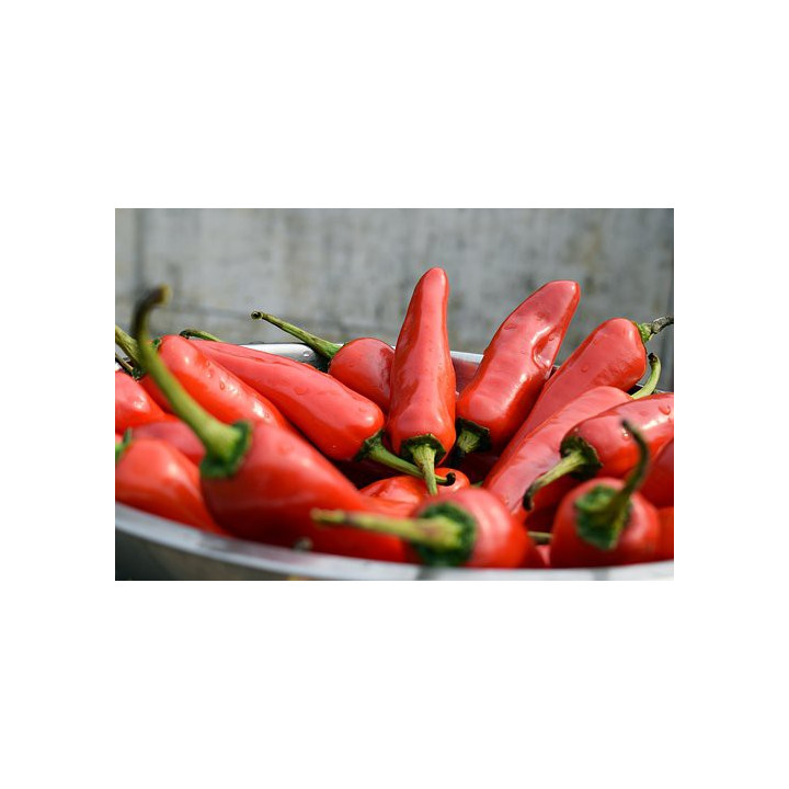 BIO chilli Jalapeno 200g (Damnice)