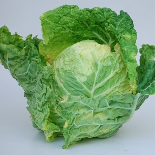 Kapusta hlávková (Tvarožná)