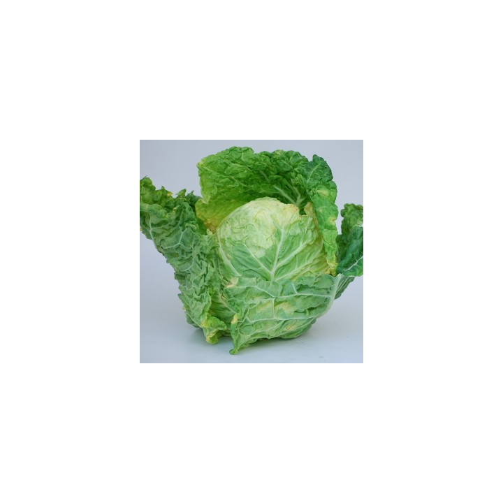 Kapusta hlávková (Tvarožná)
