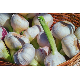 BIO Česnek 1 ks (Damnice)