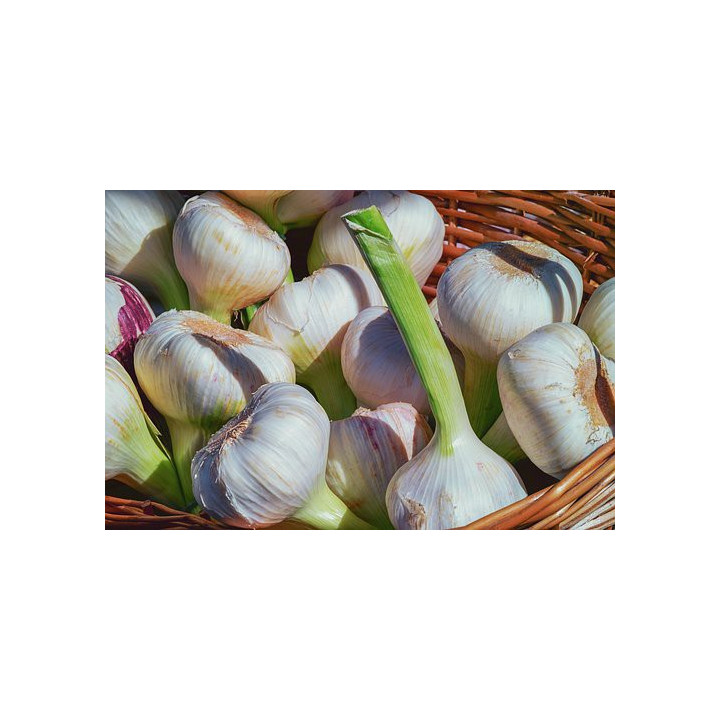 BIO Česnek 1 ks (Damnice)