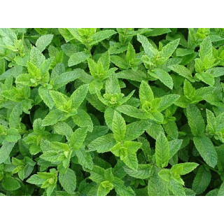 BIO Máta peprná sv. (Damnice) 