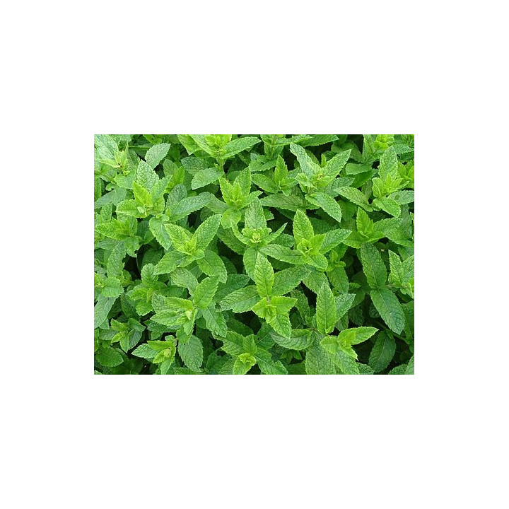 BIO Máta peprná sv. (Damnice) 