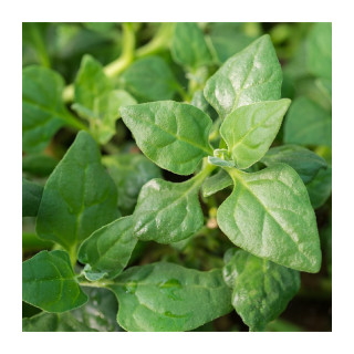 BIO čtyřboč neboli špenát novozélandský 300g (Damnice)