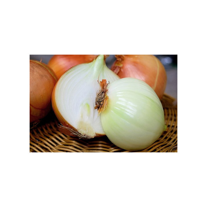 Cibule 500g (Tvarožná)