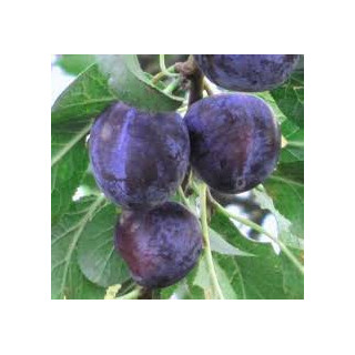 BIO švestky 500g (Damnice) 