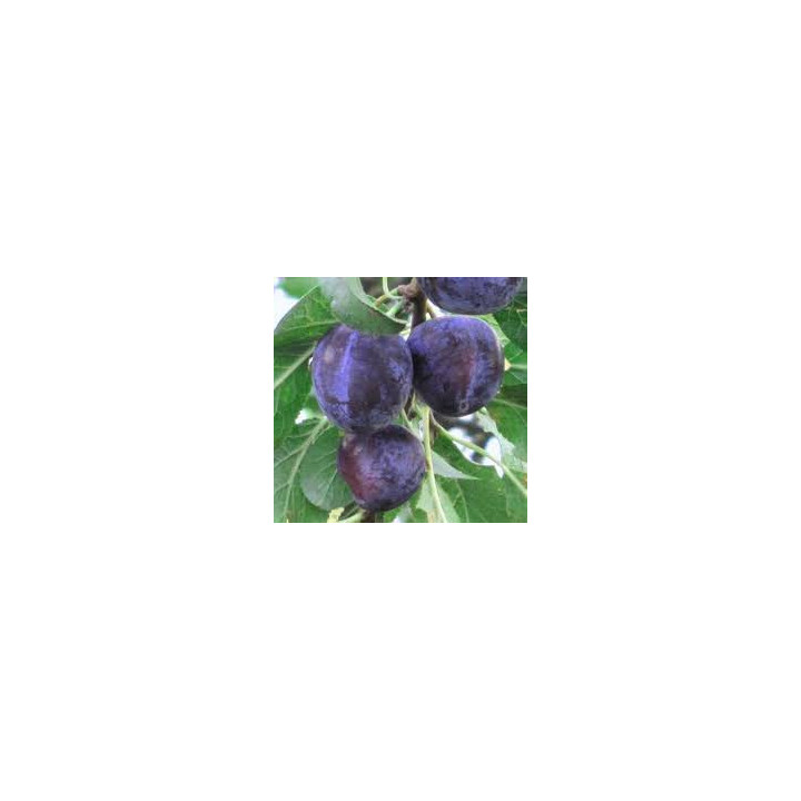 BIO švestky 500g (Damnice) 