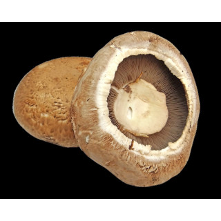 Žampiony Portobello 2 ks (Jesenické houby)