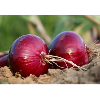 Cibule červená 500g  (Tvarožná)