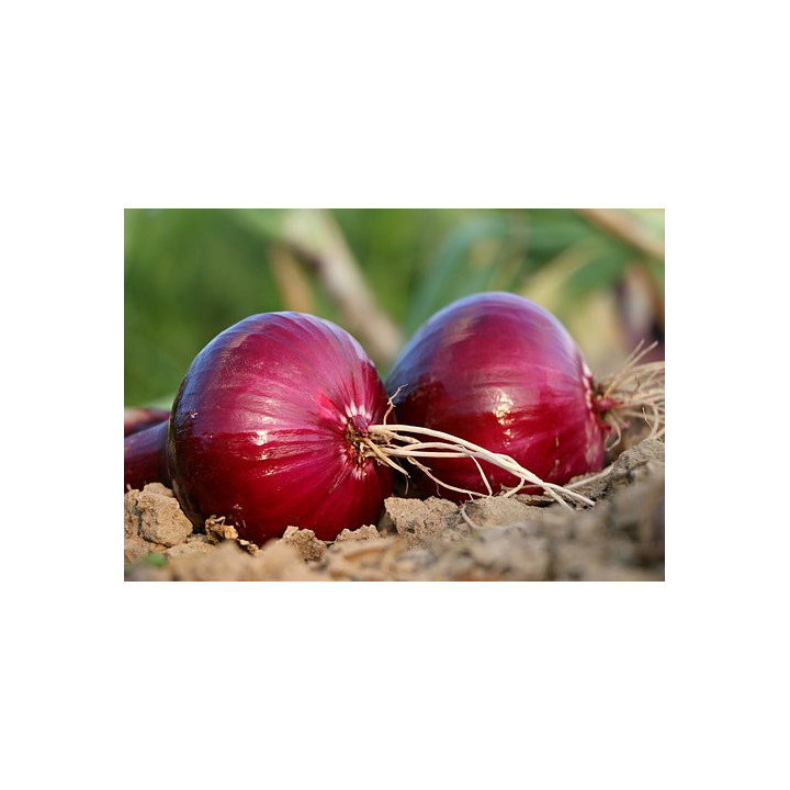 Cibule červená 500g  (Tvarožná)