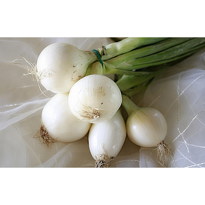 Bio cibule s natí svazek (Socialni podnik Jasan)