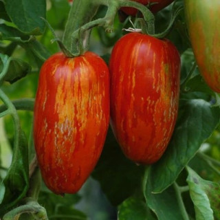 BIO Rajčata masitá Roma Striee 500g (Sociální podnik Jasan)