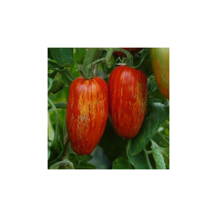 BIO Rajčata masitá Roma Striee 500g (Sociální podnik Jasan)
