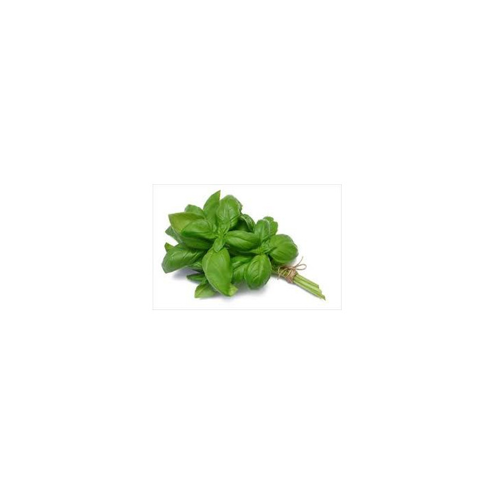 BIO Bazalka řezaná svazek (Damnice) 